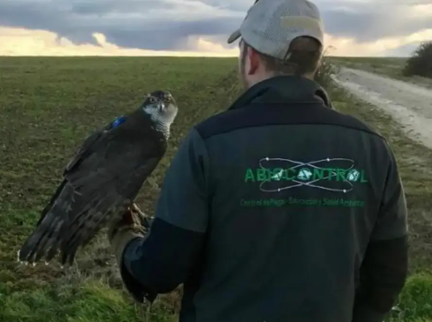 adiestramiento de aves